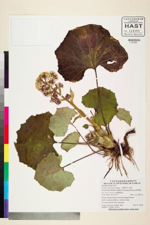 <a href="https://brmas.openmuseum.tw/muse/digi_object/3dd1ba186f40f53021116d5958308bd5" target="_blank">台灣款冬(山菊)／中央研究院生物多樣性研究博物館植物標本館 (HAST)</a>