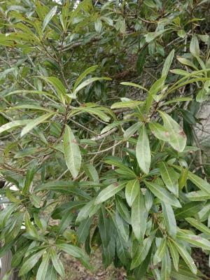<a href="https://taieol.tw/muse/digi_object/c77a80e35d6f89407290bc3a1562674c" target="_blank">杜英／By：naturalist14740／iNaturalist</a>