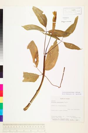 <a href="https://brmas.openmuseum.tw/muse/digi_object/3dd6e19e5dd004b7f0998bdcdfcae80d" target="_blank">毛筆天南星／中央研究院生物多樣性研究博物館植物標本館 (HAST)</a>