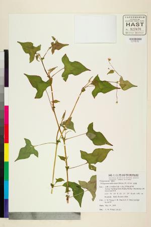<a href="https://brmas.openmuseum.tw/muse/digi_object/3de016fc68573c2fe885cb29dceb1b07" target="_blank">刺蓼(廊茵)／中央研究院生物多樣性研究博物館植物標本館 (HAST)</a>