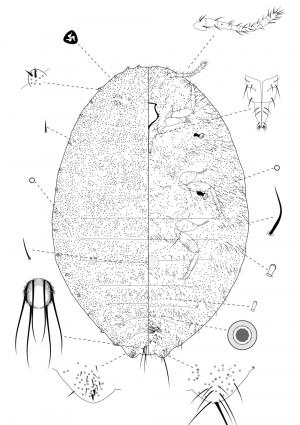 Phenacoccus fici Takahashi, 1940