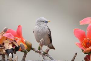 <a href="https://taieol.tw/muse/digi_object/184d318f9638a2b9fdf1db8cf297d25b" target="_blank">灰頭椋鳥／By：李豐曉／臺灣物種名錄(TaiCOL)</a>