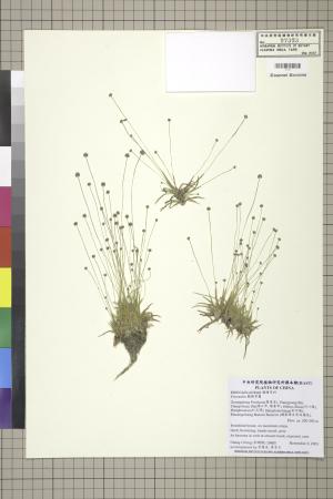 <a href="https://brmas.openmuseum.tw/muse/digi_object/3e12b345285c712893ce38e8f492341e" target="_blank">穀精草屬／中央研究院生物多樣性研究博物館植物標本館 (HAST)</a>