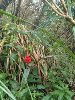 <a href="https://taieol.tw/muse/digi_object/e686ba3444cc4c1bea4891f1c94e67a5" target="_blank">百兩金／By：shuduan／iNaturalist</a>