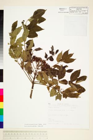 <a href="https://brmas.openmuseum.tw/muse/digi_object/3e2017d8ed23a2316a038f798a8dc392" target="_blank">吳茱萸／中央研究院生物多樣性研究博物館植物標本館 (HAST)</a>