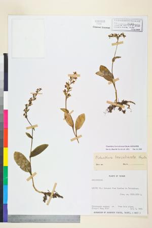 <a href="https://brmas.openmuseum.tw/muse/digi_object/3e358dd3b295b8925c47e52e311fc99d" target="_blank">短距粉蝶蘭／中央研究院生物多樣性研究博物館植物標本館 (HAST)</a>