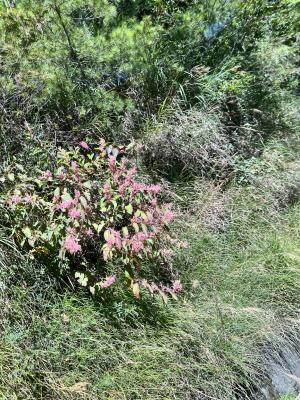 <a href="https://taieol.tw/muse/digi_object/1b890538decf26ea197ad9998f64ed4e" target="_blank">虎杖／By：patriciahuang／iNaturalist</a>