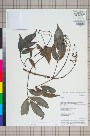 <a href="https://brmas.openmuseum.tw/muse/digi_object/3e5ba3222b786701f0303f379c0ab42b" target="_blank">山香圓屬／中央研究院生物多樣性研究博物館植物標本館 (HAST)</a>