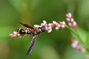 <a href="https://taieol.tw/muse/digi_object/064bdd5f8b49b2956aa0cb07404384e1" target="_blank">Discoelius esakii／By：wenchiyeh／iNaturalist</a>