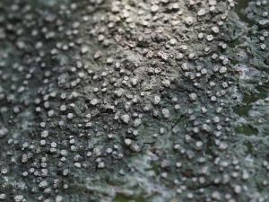 Pertusaria commutata(雞皮衣)