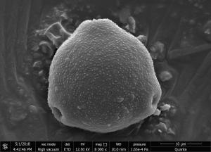<a href="https://ntm-naturearchive.openmuseum.tw/muse/digi_object/d332cffe483f14541b05bba0fa0bb6b7" target="_blank">木麻黃／國立臺灣博物館</a>