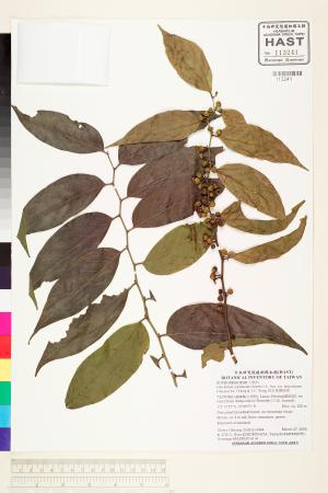 <a href="https://brmas.openmuseum.tw/muse/digi_object/3e8aaf8980eb2f459178f162aa1e6333" target="_blank">披針葉饅頭果／中央研究院生物多樣性研究博物館植物標本館 (HAST)</a>