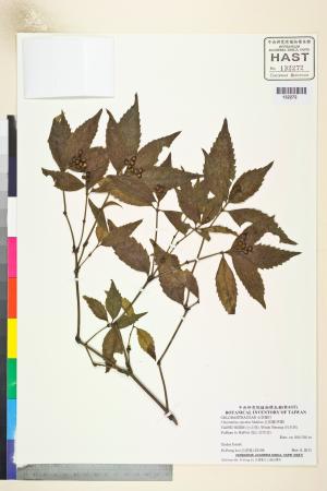 <a href="https://brmas.openmuseum.tw/muse/digi_object/3e902e24f3956b6b482726ec22b47415" target="_blank">金粟蘭(珠蘭)／中央研究院生物多樣性研究博物館植物標本館 (HAST)</a>