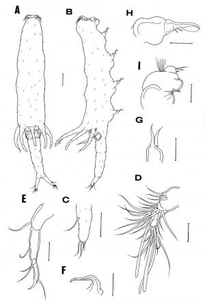 Xarifia fissilis_雌