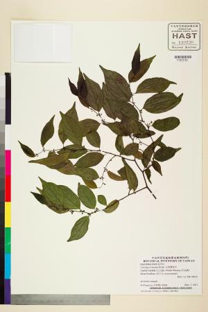 <a href="https://brmas.openmuseum.tw/muse/digi_object/3ec618b4c4c0a7478a68ae4551ec0df2" target="_blank">光果翼核木／中央研究院生物多樣性研究博物館植物標本館 (HAST)</a>