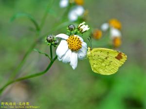 <a href="https://taieol.tw/muse/digi_object/195a059445ad5ea9e9da4fba957bcb02" target="_blank">亮色黃蝶／By：kinmatsu／iNaturalist</a>