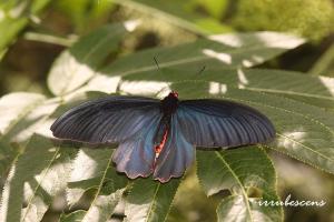 <a href="https://taieol.tw/muse/digi_object/0f757d0dedfa3fd8e27506249a8749f9" target="_blank">曙鳳蝶／By：台灣蝴蝶保育學會／台灣蝴蝶保育學會</a>
