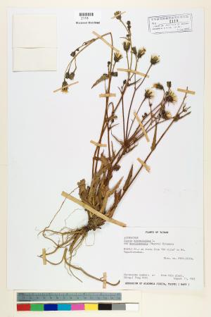 <a href="https://brmas.openmuseum.tw/muse/digi_object/3ef01204b6a1c591129c0bb3b26e4ec1" target="_blank">玉山毛蓮菜／中央研究院生物多樣性研究博物館植物標本館 (HAST)</a>