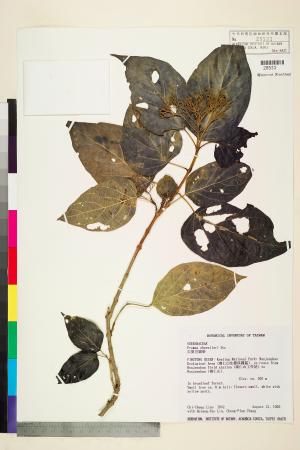 <a href="https://brmas.openmuseum.tw/muse/digi_object/3ef533ff75e46d909920b96cc0c1bec6" target="_blank">八脈臭黃荊／中央研究院生物多樣性研究博物館植物標本館 (HAST)</a>