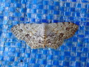 <a href="https://taieol.tw/muse/digi_object/d4d513ce35d33c0b8850321df652a97a" target="_blank">Scopula isomerica／By：Hsiengan Huang／臺灣物種名錄(TaiCOL)</a>