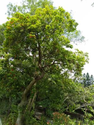 <a href="https://taieol.tw/muse/digi_object/db27d05bb14e36a943009fdeec1688c3" target="_blank">錫蘭橄欖／By：naturalist14740／iNaturalist</a>