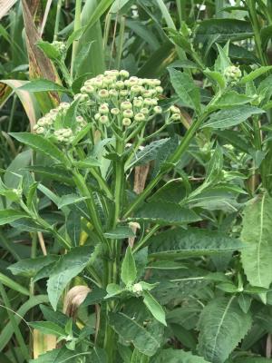 <a href="https://taieol.tw/muse/digi_object/4563db7330d593e14d9daec65be2a428" target="_blank">翼莖闊苞菊／By：guraiwa／iNaturalist</a>