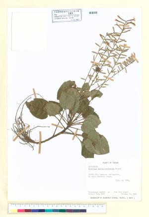 <a href="https://brmas.openmuseum.tw/muse/digi_object/3f32c33d48de2361b49cad5902df5123" target="_blank">阿里山鬼督郵／中央研究院生物多樣性研究博物館植物標本館 (HAST)</a>