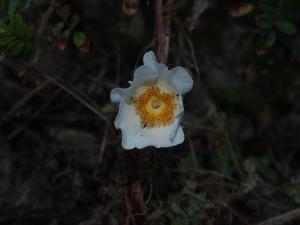 <a href="https://taieol.tw/muse/digi_object/afb9c1b116c1f15291e1ea423a7c1411" target="_blank">琉球野薔薇／By：周敬庭／臺灣物種名錄(TaiCOL)</a>