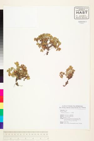 <a href="https://brmas.openmuseum.tw/muse/digi_object/3f46aa2edc1b9c4669442adbc7ab6bae" target="_blank">五蕊莓／中央研究院生物多樣性研究博物館植物標本館 (HAST)</a>