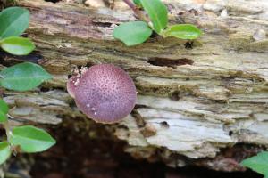 <a href="https://taieol.tw/muse/digi_object/3d5657bbc6bd63a25bce010a76e29741" target="_blank">Gymnopilus purpuratus／By：hua5／iNaturalist</a>