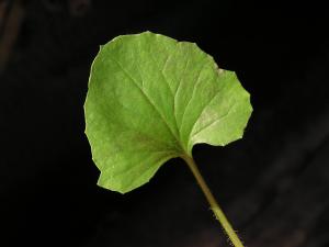 <a href="https://ntm-naturearchive.openmuseum.tw/muse/digi_object/513e194393e892946d896ba0fda52543" target="_blank">紫背草／國立臺灣博物館</a>