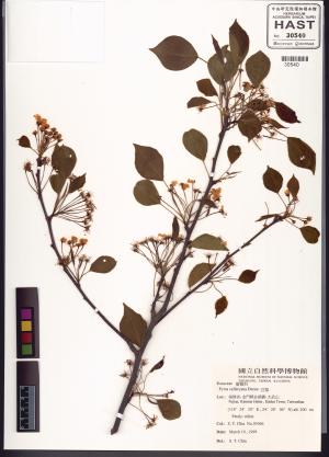 <a href="https://brmas.openmuseum.tw/muse/digi_object/3f9b5a00436e19f2df878b168662a5c0" target="_blank">豆梨／中央研究院生物多樣性研究博物館植物標本館 (HAST)</a>