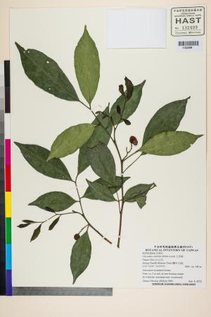 <a href="https://brmas.openmuseum.tw/muse/digi_object/3fa2822443c7553a83f9a0222f1670c2" target="_blank">石苓舅／中央研究院生物多樣性研究博物館植物標本館 (HAST)</a>