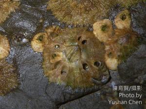 <a href="https://taieol.tw/muse/digi_object/992f56ccff0b65334eeb6ba8f838133f" target="_blank">中華小笠藤壺／By：陳育賢／陳育賢</a>