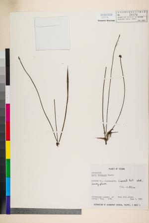 <a href="https://brmas.openmuseum.tw/muse/digi_object/3fbf04faced9c0e91d0156a6206b3125" target="_blank">桃園草(黃芴)／中央研究院生物多樣性研究博物館植物標本館 (HAST)</a>