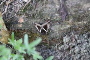 <a href="https://taieol.tw/muse/digi_object/55be70138d12efa3066566d6c4cce451" target="_blank">Chalciope mygdon／By：hua5／iNaturalist</a>