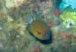 <a href="https://fishdb.sinica.edu.tw/muse/digi_object/7101c91d978d89320792bc028254eff7" target="_blank">Chromis alleni  @fishdb-media-9690／蔡正一</a>