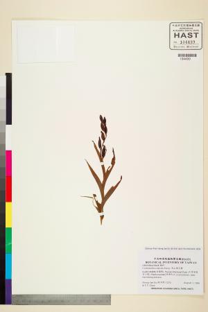 <a href="https://brmas.openmuseum.tw/muse/digi_object/3feadb4c6933d97d84257fd7f0854e6b" target="_blank">高山頭蕊蘭／中央研究院生物多樣性研究博物館植物標本館 (HAST)</a>