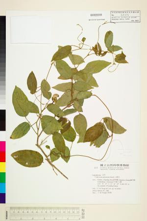 <a href="https://brmas.openmuseum.tw/muse/digi_object/3ffa64db5bca4adcb539dbd91e563bbd" target="_blank">山珠豆／中央研究院生物多樣性研究博物館植物標本館 (HAST)</a>