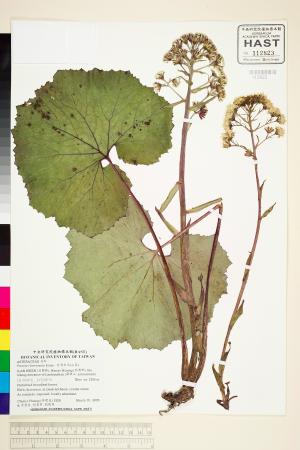 <a href="https://brmas.openmuseum.tw/muse/digi_object/3ffe608c82c31481a76d366ded785141" target="_blank">台灣款冬(山菊)／中央研究院生物多樣性研究博物館植物標本館 (HAST)</a>