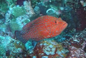 <a href="https://fishdb.sinica.edu.tw/muse/digi_object/8cc1ff58b084957207d980abe7babc30" target="_blank">Cephalopholis miniata@fishdb-media-3009／蔡正一</a>