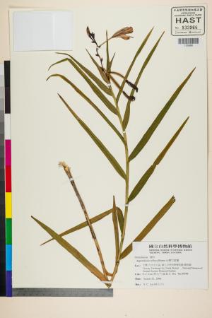 <a href="https://brmas.openmuseum.tw/muse/digi_object/4011b63eae73faa5a1136448cacb6681" target="_blank">竹葉蘭／中央研究院生物多樣性研究博物館植物標本館 (HAST)</a>