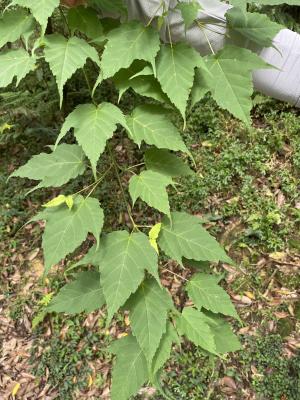<a href="https://taieol.tw/muse/digi_object/024f8bae2d7cfaf5d95679326d2c8784" target="_blank">尖葉楓／By：jeanku／iNaturalist</a>
