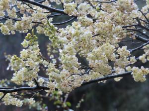 <a href="https://taieol.tw/muse/digi_object/8461ae02ae253ece7c9be1584e122645" target="_blank">山胡椒／By：naturalist14740／iNaturalist</a>