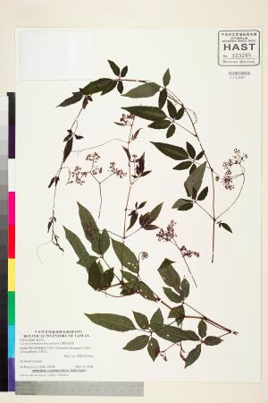 <a href="https://brmas.openmuseum.tw/muse/digi_object/404a6872d638c584aeb9d6c9cc6b5360" target="_blank">台灣烏斂莓／中央研究院生物多樣性研究博物館植物標本館 (HAST)</a>