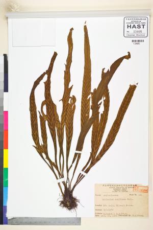 <a href="https://brmas.openmuseum.tw/muse/digi_object/4052f3b6d99f0f4150250cda042d9c2f" target="_blank">劍葉鐵角蕨／中央研究院生物多樣性研究博物館植物標本館 (HAST)</a>