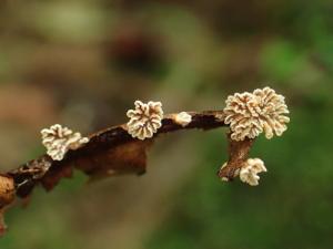 Calathella digitiformis (指狀籠菇)