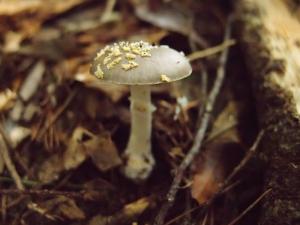 Amanita sp.5(黃鱗灰蓋鵝膏)