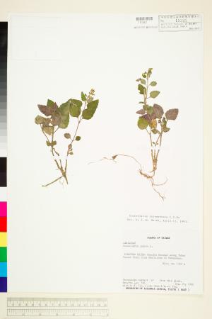 <a href="https://brmas.openmuseum.tw/muse/digi_object/4092340752e3cc339621740750faff2c" target="_blank">臺灣黃芩／中央研究院生物多樣性研究博物館植物標本館 (HAST)</a>