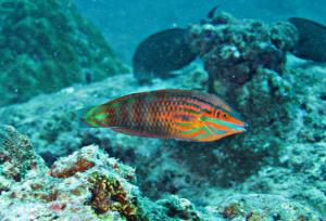 <a href="https://fishdb.sinica.edu.tw/muse/digi_object/8d00ac5c839dd276cdccc7ae78b27906" target="_blank">Halichoeres biocellatus@fishdb-media-3149／陳靜怡</a>
